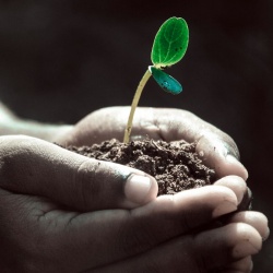 Image of hands clasping a plant